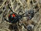 Black Widow Spider